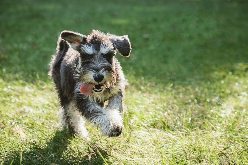 Schnauzer puppy in grass