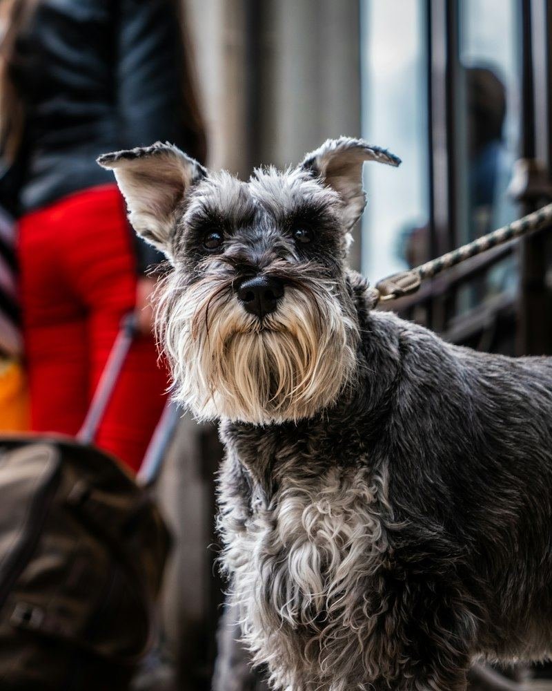 Young Schnauzer on a walk