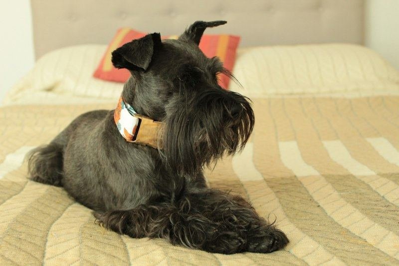 Schnauzer puppy portrait