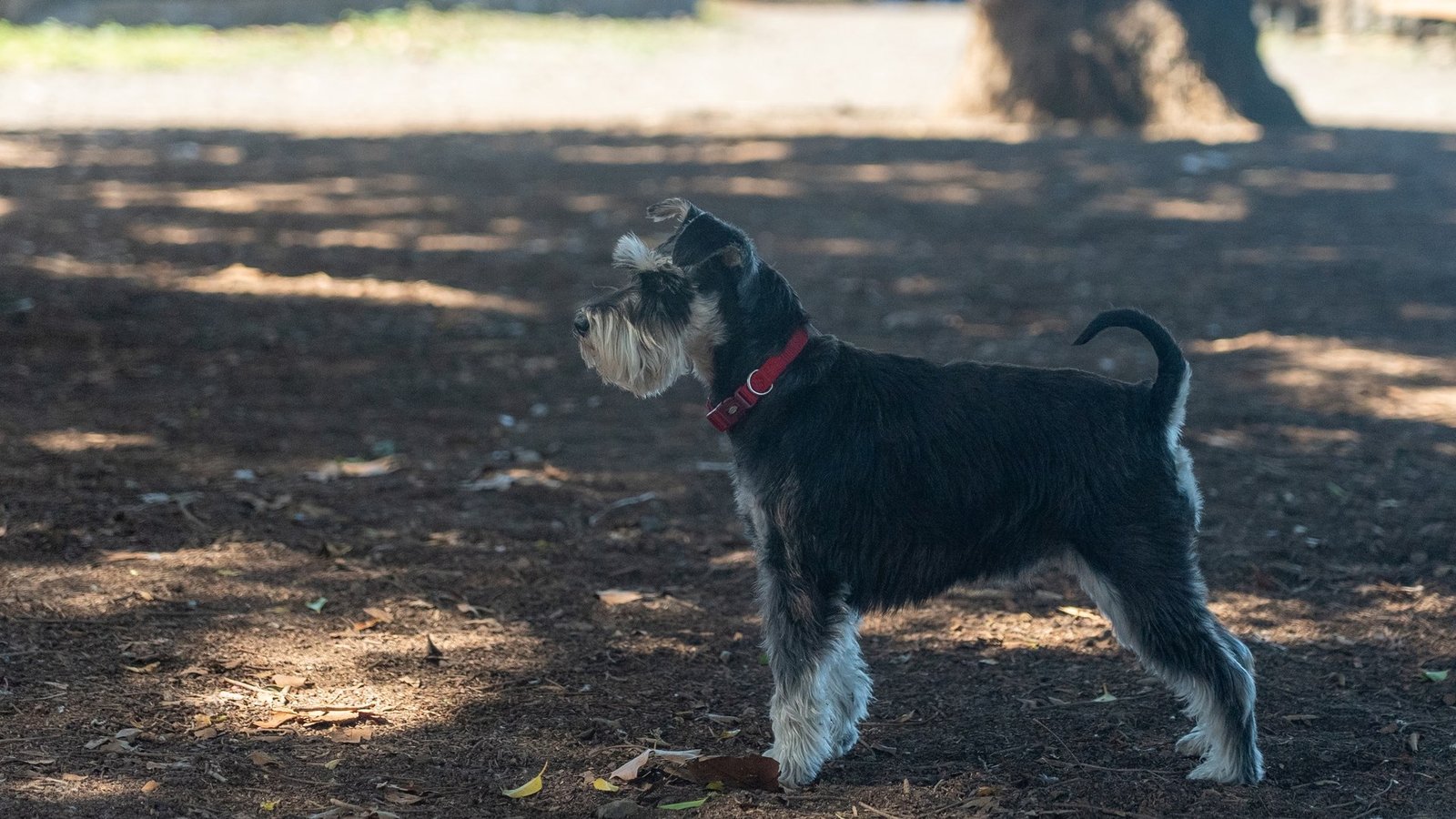 Small Miniature Schnauzer standing outdoors