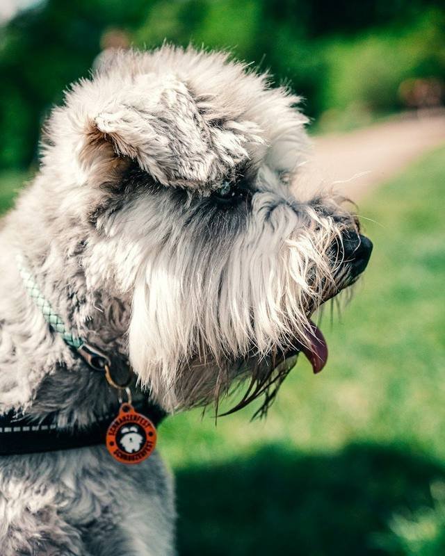 Miniature Schnauzer